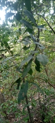 Diospyros mespiliformis