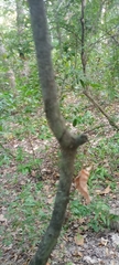 Diospyros mespiliformis