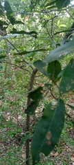 Diospyros mespiliformis
