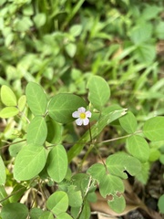 Oxalis barrelieri