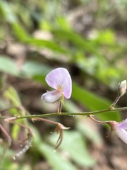 Desmodium