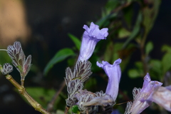 Strobilanthes scrobiculatus