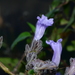 Strobilanthes scrobiculatus - Photo no rights reserved, uploaded by S.MORE