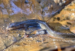 Stereochilus marginatus