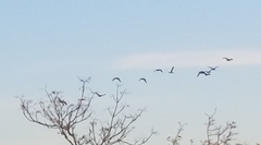 Branta canadensis