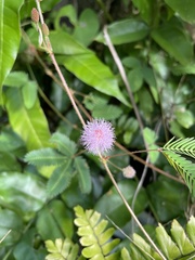 Mimosa pudica