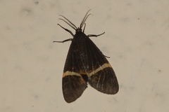 Aclytia leucaspila