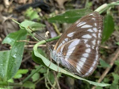 Limenitidini