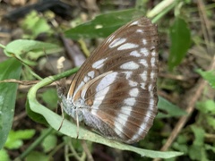 Limenitidini
