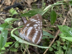 Limenitidini