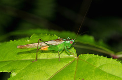 Conocephalus ictus
