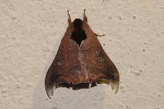 Hylesia nanus