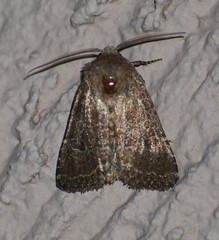 Protorthodes orobia