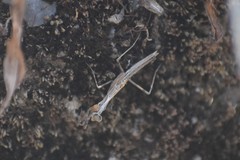 Piscomantis peruana
