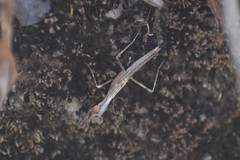 Piscomantis peruana