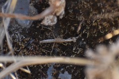 Piscomantis peruana