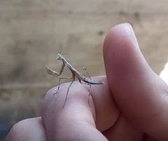 Piscomantis peruana