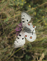 Parnassius apollo