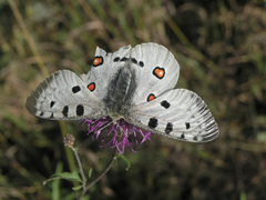 Parnassius apollo
