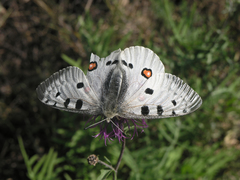 Parnassius apollo