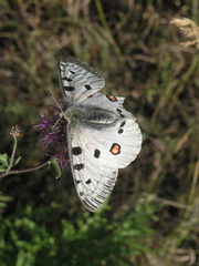 Parnassius apollo