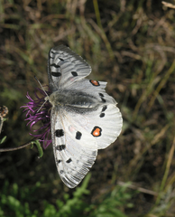 Parnassius apollo