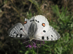 Parnassius apollo