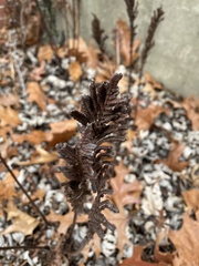 Onocleaceae