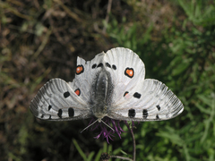 Parnassius apollo