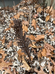 Onocleaceae