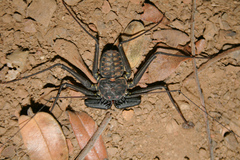Phrynus whitei