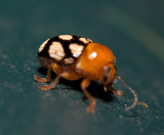 Cryptocephalus luteosignatus
