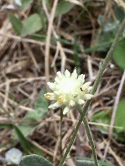 Pfaffia gnaphalioides