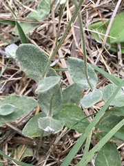 Pfaffia gnaphalioides