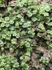 Marchantia inflexa