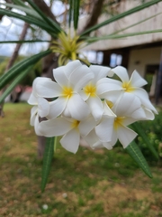 Plumeria alba