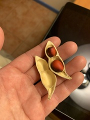 Magnoliopsida