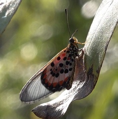 Acraea lia
