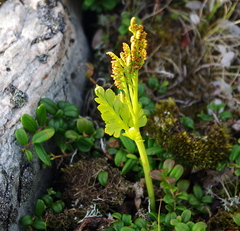 Botrychium boreale