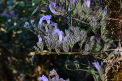 Strobilanthes scrobiculatus