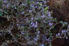 Strobilanthes scrobiculatus