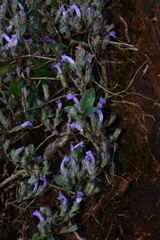Strobilanthes scrobiculatus