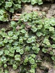 Marchantia inflexa