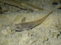 Knipowitschia punctatissima