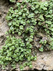 Marchantia inflexa