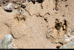 Odocoileus hemionus cerrosensis