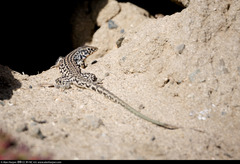 Aspidoscelis tigris multiscutatus