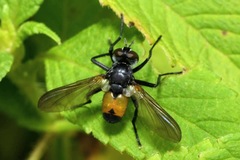 Hemyda obscuripennis