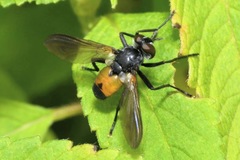 Hemyda obscuripennis