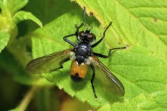 Hemyda obscuripennis